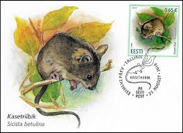 Attēlu rezultāti vaicājumam “Sicista betulina”