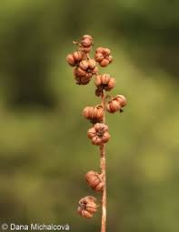 Attēlu rezultāti vaicājumam “Pyrola minor bud”