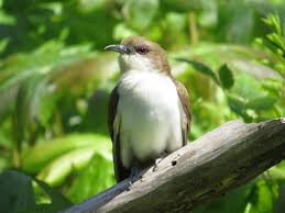 Image result for Coccyzus erythropthalmus