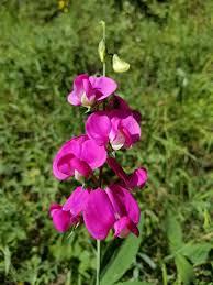 Attēlu rezultāti vaicājumam “Lathyrus latifolius bud”