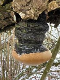Attēlu rezultāti vaicājumam “Phellinus igniarius”