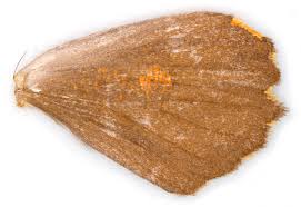 Attēlu rezultāti vaicājumam “Angerona prunaria”