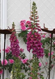 Image result for Fingerhut rot