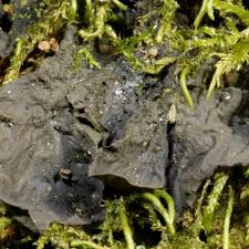 Attēlu rezultāti vaicājumam “Collema flaccidum”