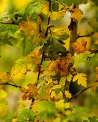 Attēlu rezultāti vaicājumam “Crataegus monogyna”