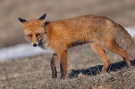 Attēlu rezultāti vaicājumam “Vulpes vulpes”