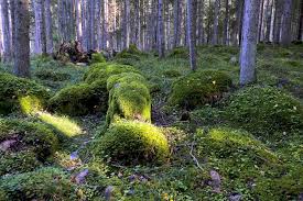 Attēlu rezultāti vaicājumam “Eurhynchium angustirete sporophyte”