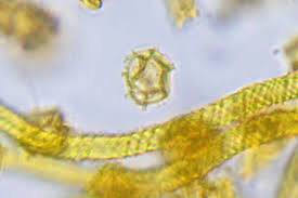 Attēlu rezultāti vaicājumam “Oligonema persimile”