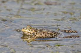 Attēlu rezultāti vaicājumam “Pelophylax”