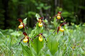 Attēlu rezultāti vaicājumam “Cypripedium calceolus”