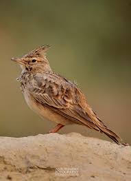 Attēlu rezultāti vaicājumam “Galerida cristata”