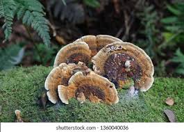 Attēlu rezultāti vaicājumam “Ischnoderma benzoinum”