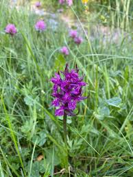 Attēlu rezultāti vaicājumam “Dactylorhiza majalis subsp. baltica flower”