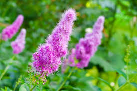 Attēlu rezultāti vaicājumam “Spiraea salicifolia”