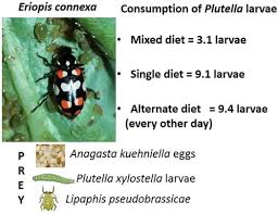 Attēlu rezultāti vaicājumam “Aphis confusa”
