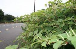 Attēlu rezultāti vaicājumam “Acalitus longisetosus”