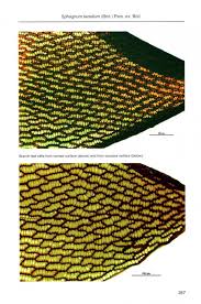 Attēlu rezultāti vaicājumam “Sphagnum tenellum”