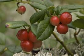 Attēlu rezultāti vaicājumam “Vaccinium vitis-idaea fruit”