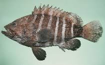 Image result for Hyporthodus niveatus