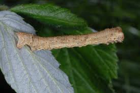 Attēlu rezultāti vaicājumam “Ectropis crepuscularia”