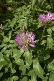Attēlu rezultāti vaicājumam “Trifolium alpestre flower”