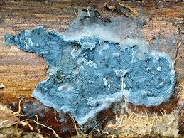 Attēlu rezultāti vaicājumam “Byssocorticium atrovirens”