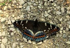 Attēlu rezultāti vaicājumam “Limenitis populi upperside”