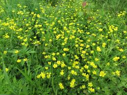 Attēlu rezultāti vaicājumam “Ranunculus lanuginosus bud”