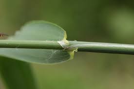 Attēlu rezultāti vaicājumam “Phalaroides arundinacea leaf”