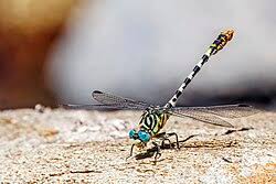 Attēlu rezultāti vaicājumam “Onychogomphus forcipatus”