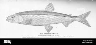 Image result for Osmerus mordax