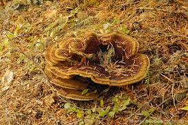 Attēlu rezultāti vaicājumam “Phaeolus schweinitzii”