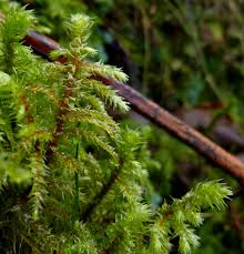 Attēlu rezultāti vaicājumam “Rhytidiadelphus triquetrus sporophyte”