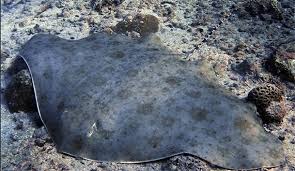 Image result for Gymnura natalensis