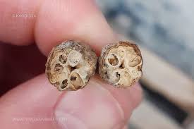 Attēlu rezultāti vaicājumam “Diastrophus rubi”