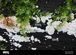 Attēlu rezultāti vaicājumam “Junghuhnia nitida”