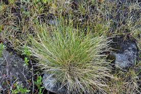 Attēlu rezultāti vaicājumam “Trichophorum cespitosum”