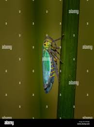 Attēlu rezultāti vaicājumam “Cicadella viridis female”