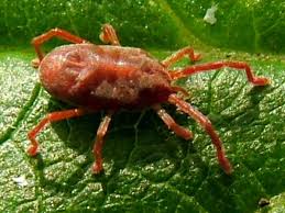 Attēlu rezultāti vaicājumam “Trombidiidae”