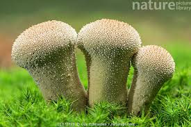 Attēlu rezultāti vaicājumam “Lycoperdon perlatum”