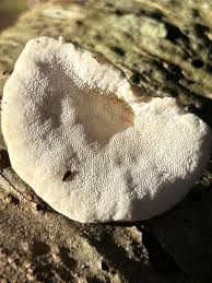 Attēlu rezultāti vaicājumam “Trametes ochracea”