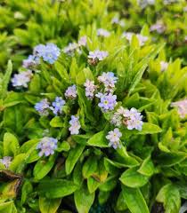 Image result for Myosotis sylvatica