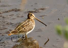 Image result for Gallinago gallinago