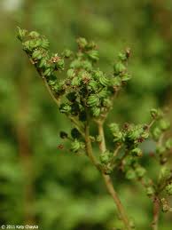 Attēlu rezultāti vaicājumam “Filipendula vulgaris bud”