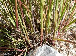 Attēlu rezultāti vaicājumam “Poa remota bud”