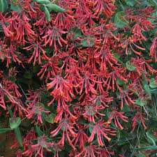 Attēlu rezultāti vaicājumam “Lonicera”