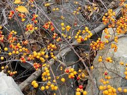 Attēlu rezultāti vaicājumam “Celastrus flagellaris”