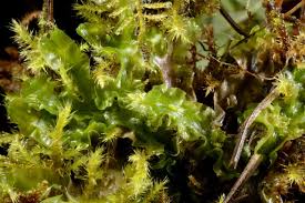 Attēlu rezultāti vaicājumam “Moerckia hibernica”