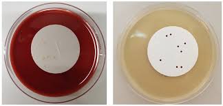 Image result for Sfânta Waltrude