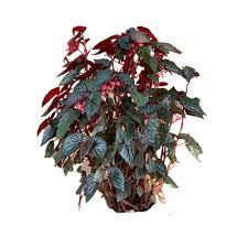 Image result for Begonia cucullata var. Hookeri